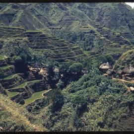 Rice Terraces