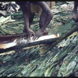 Processing Sago Starch