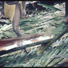 Processing Sago Starch