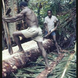 Men Cutting Felled Tree