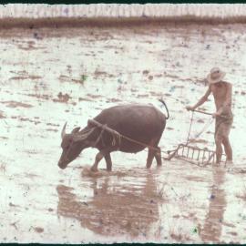 Farmer Ploughing Field with Water Buffalo