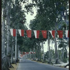 Tree-Lined Street with Flags