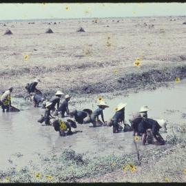 Fishing in Irrigation Canal, Thailand
