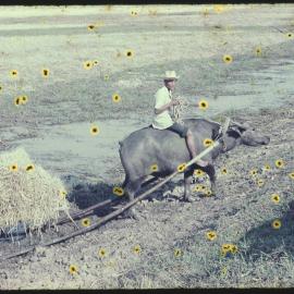 Bringing in Hay, Thailand