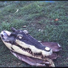 Alligator Head