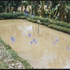 Rectangular Pond