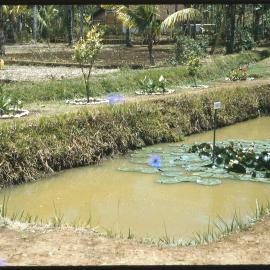 Rectangular Pond