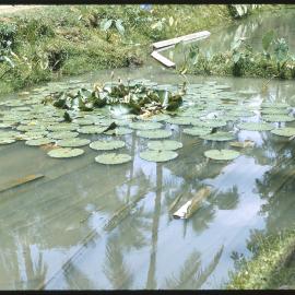 Pond