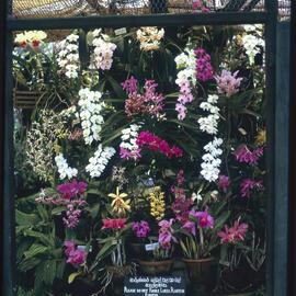 Flower Display