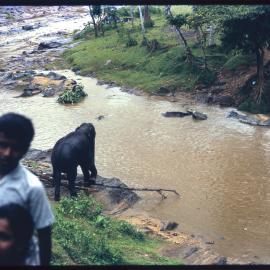 Elephant by River