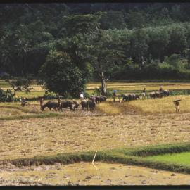 Group Ploughing Field with Water Buffalos