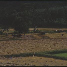 Farmers Ploughing a Field