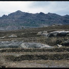 Terraced Land