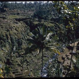 Rice Terraces