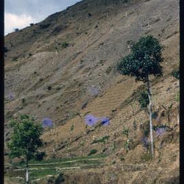 Terraced Hillside