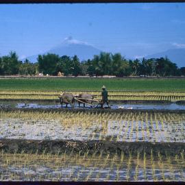 Farmer Ploughing Field with Water Buffalo