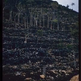 Terraced Hillside