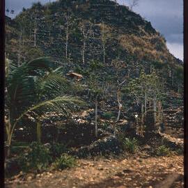Terraced Hillside