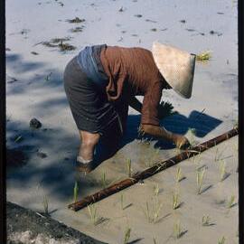 Planting Rice in a Paddy Field