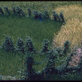 Grass Patch