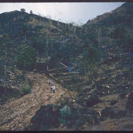 Terraced Hillside