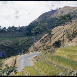 Terraced Hillsides