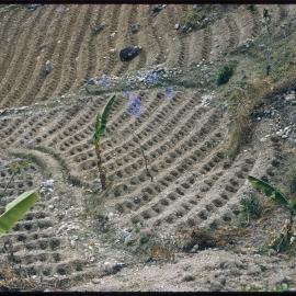 Terraced Hillside