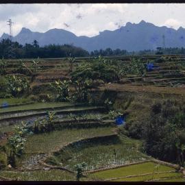 Rice Terraces