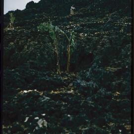 Rocky Hillside