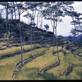Terraced Hillside