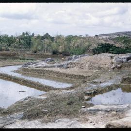 Rice Terraces