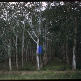 Lines of Trees
