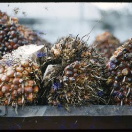 Pandanus Nuts