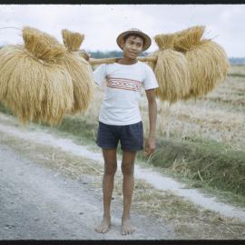 Boy Carrying Wheat Bales