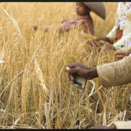 Group Inspecting Wheat