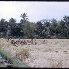 Group in Wheat Field