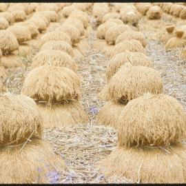Wheat Bales
