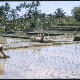 Planting Rice in a Terraced Field