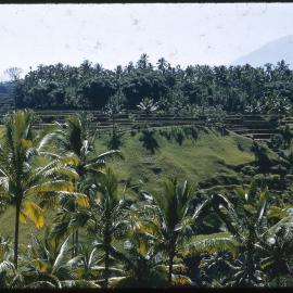 Rice Terraces