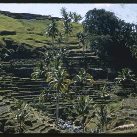 Rice Terraces
