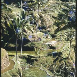Rice Terraces