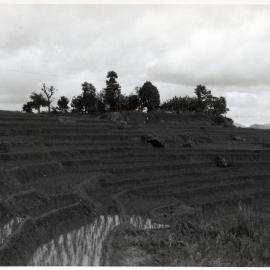 Rice Terraces, Ifugao