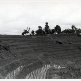 Rice Terraces, Ifugao