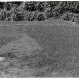 Rural Landscape, Ifugao