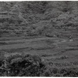 Rice Terraces, Ifugao