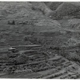 Rice Terraces, Ifugao