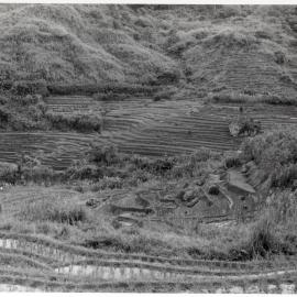 Rice Terraces, Ifugao