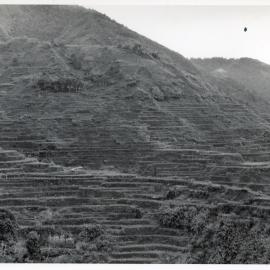 Rice Terraces, Ifugao