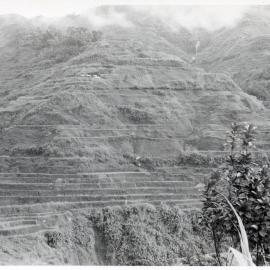 Rice Terraces, Ifugao