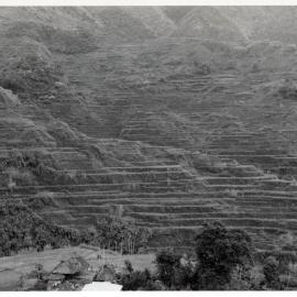 Rice Terraces, Ifugao